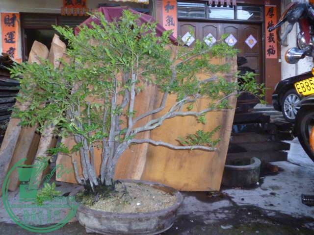 P1140551.JPG