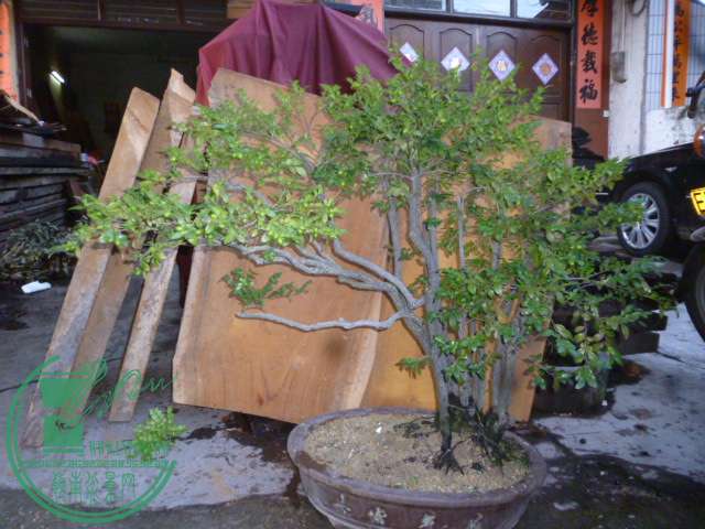 P1140553.JPG