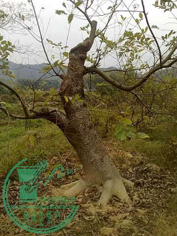 20071220509-С.jpg