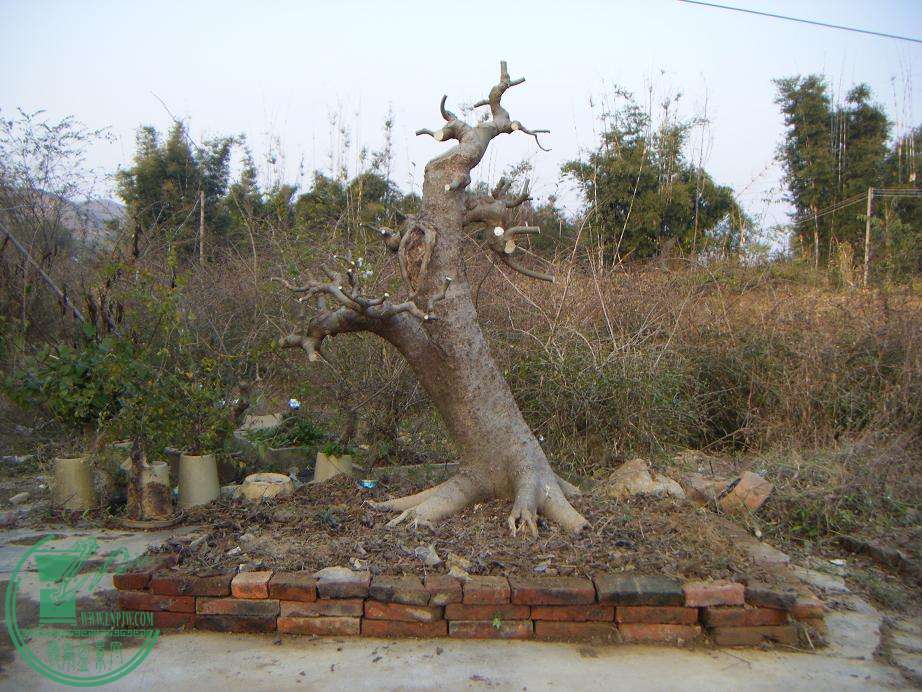 Ƭ 1223.jpg
