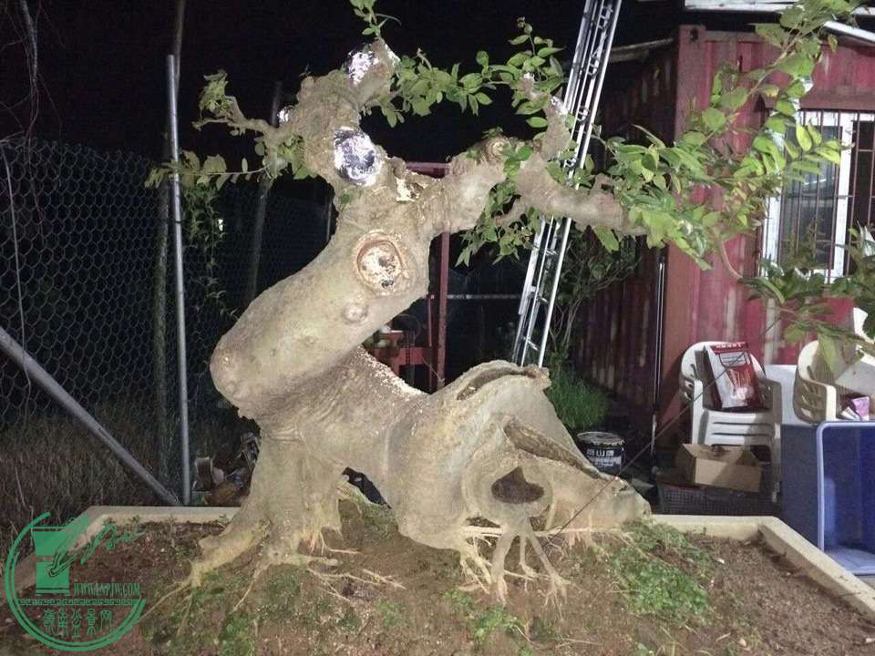 image.jpg