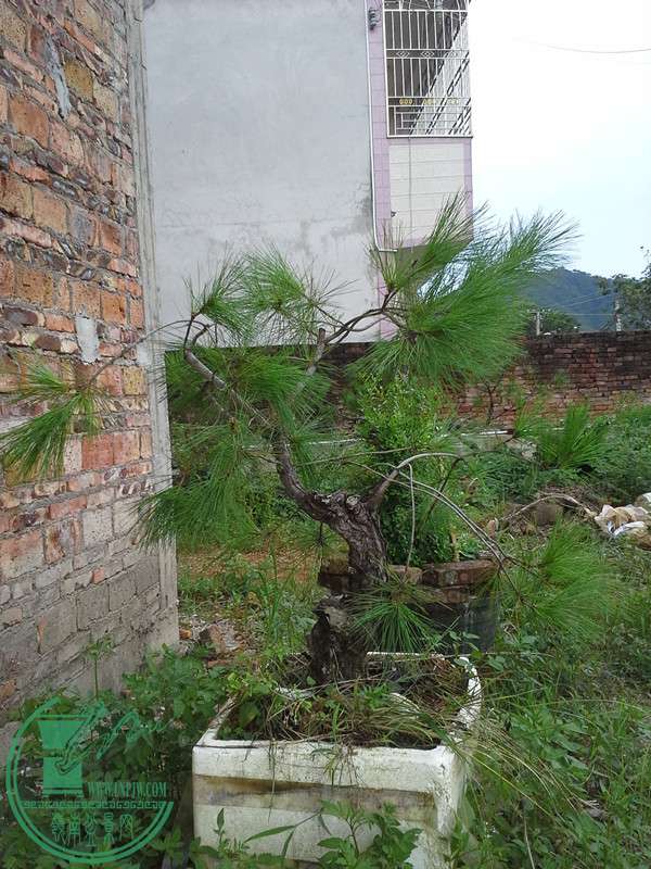 20150729_170537_.jpg