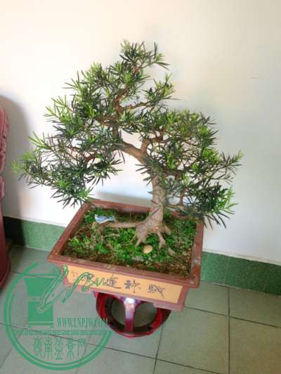 辰ƷIMG_6799.jpg