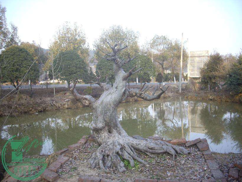 IMGP0019.JPG