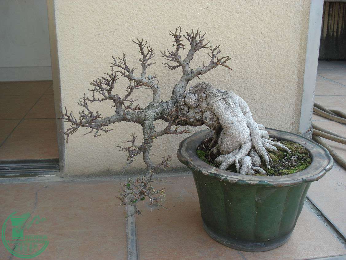 С DSC00059.JPG
