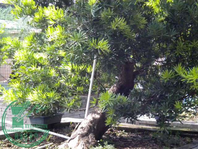 DSCN8319.JPG