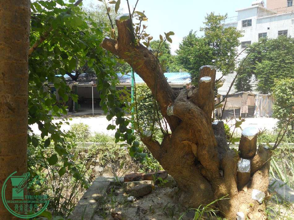 ÷׮.JPG