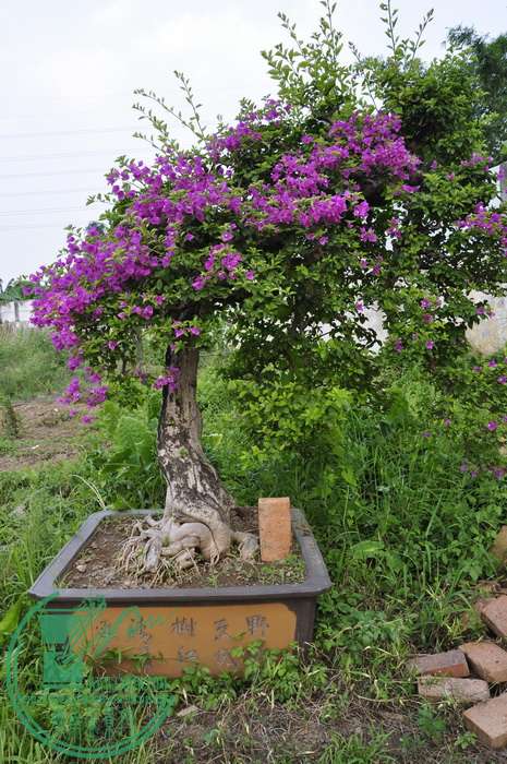 _DSC0030_С.jpg