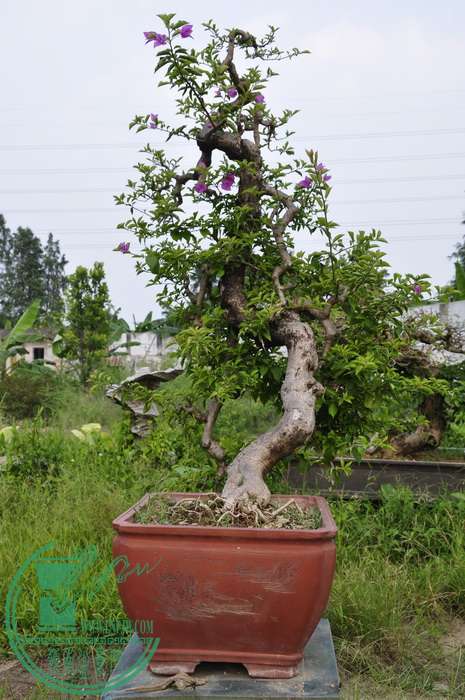 _DSC0036_С.jpg