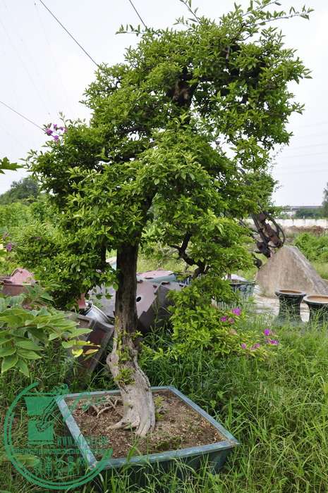 _DSC0041_С.jpg
