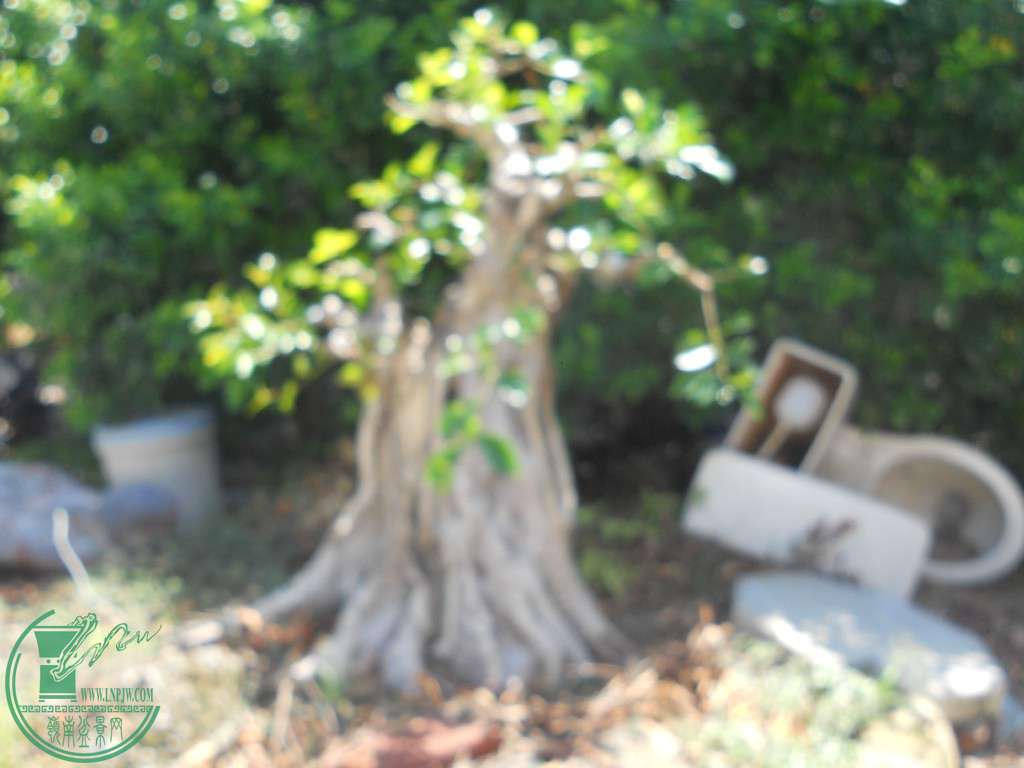 DSCN1255.jpg