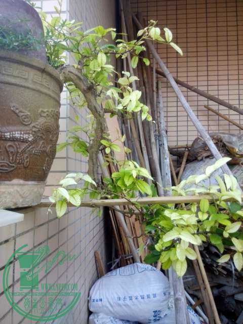 IMG_20150808_184946.jpg