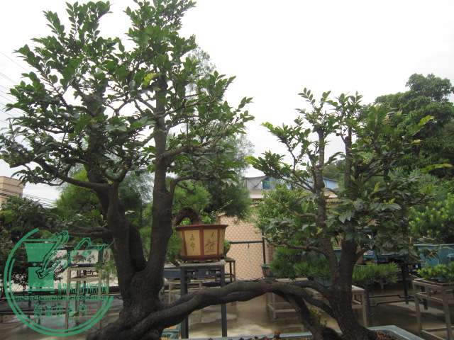 IMG_9544.JPG