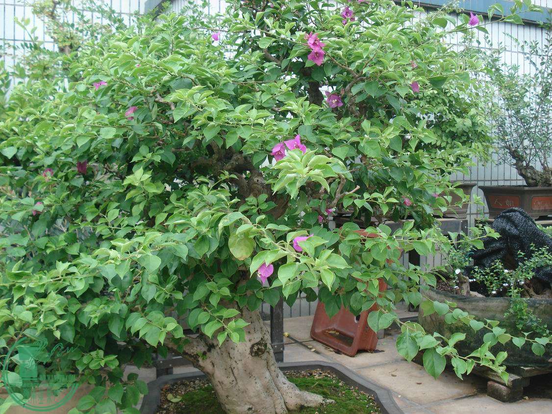 С DSC00074.JPG