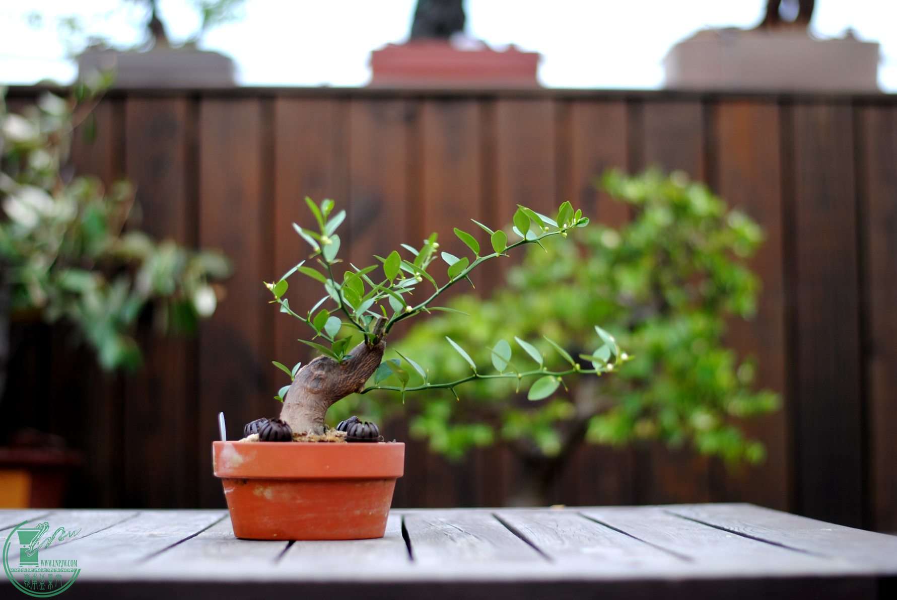 DSC_3144.JPG
