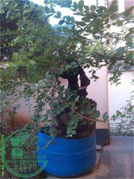 ȸ÷׮86IMG_20150815_060636_ͼ.jpg