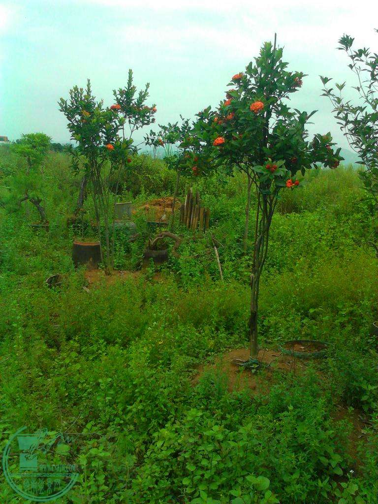  YP20150815104100.jpeg