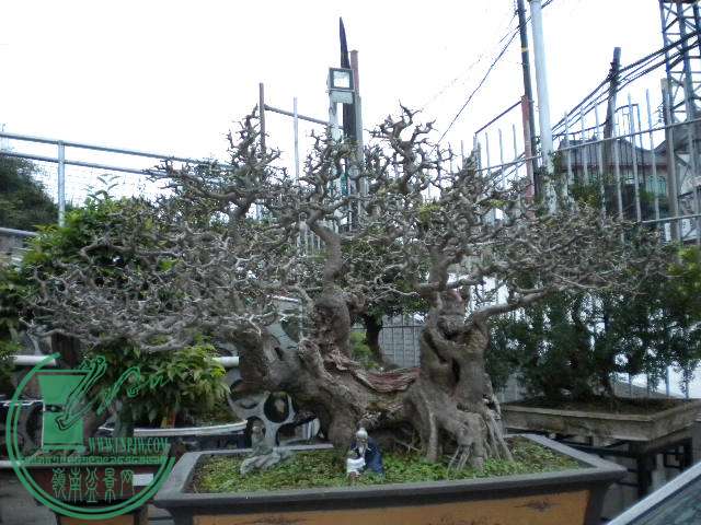 DSCN8062.JPG