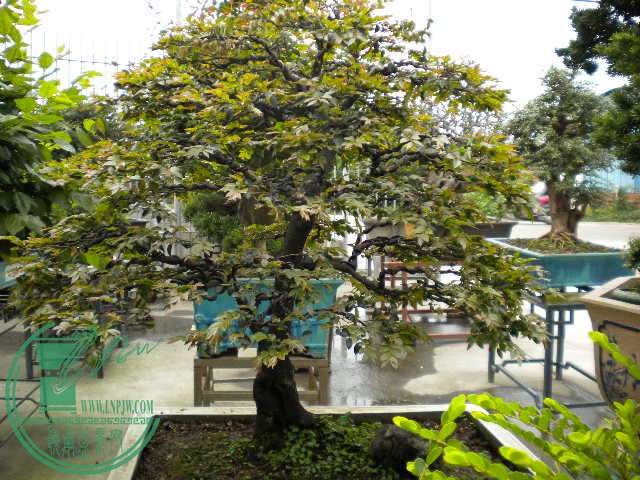 DSCN8044.JPG