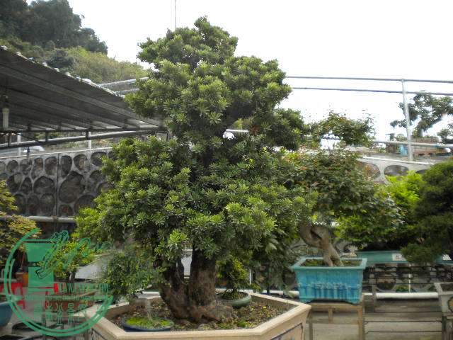 DSCN8045.JPG