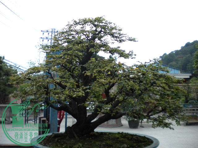 DSCN8055.JPG