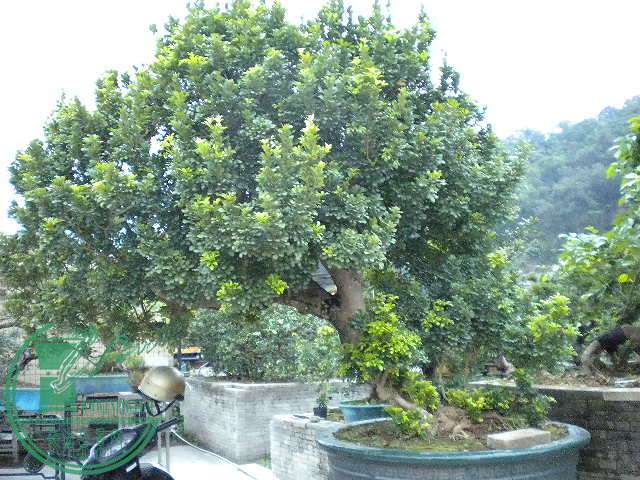 DSCN8064.JPG