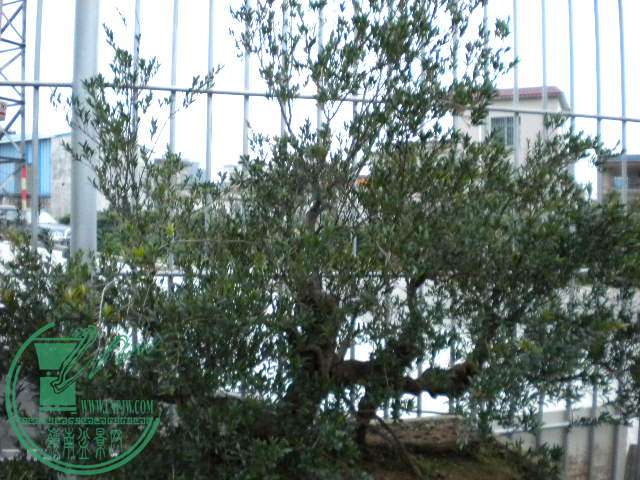 DSCN8054.JPG