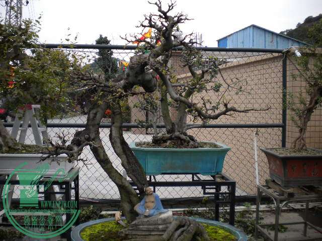 DSCN7847.JPG