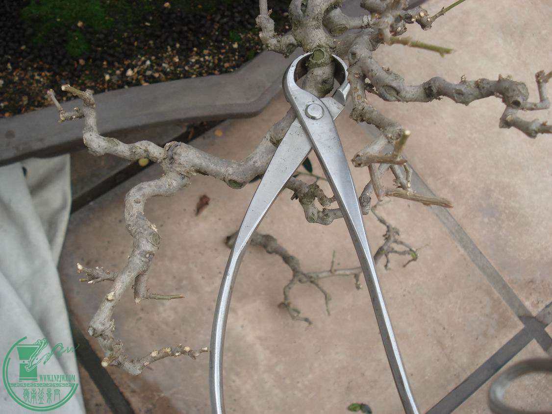 DSC00081.JPG