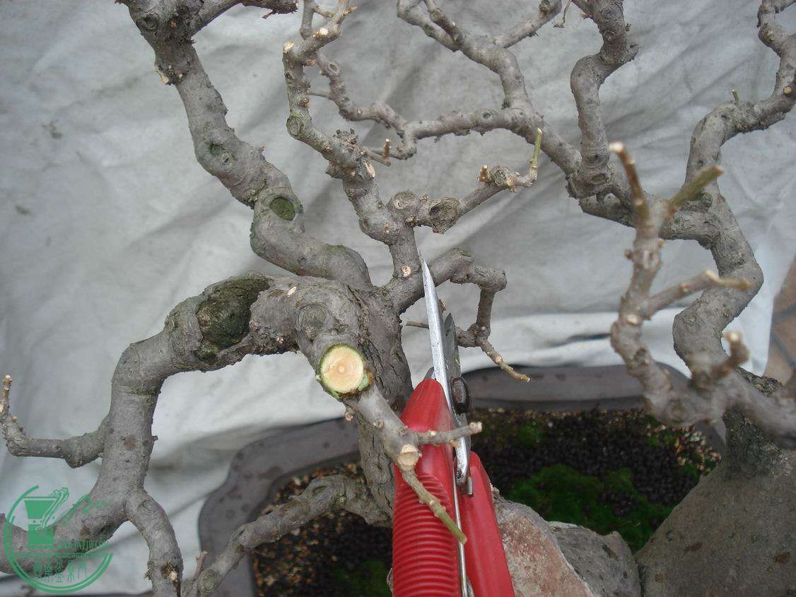 DSC00083.JPG