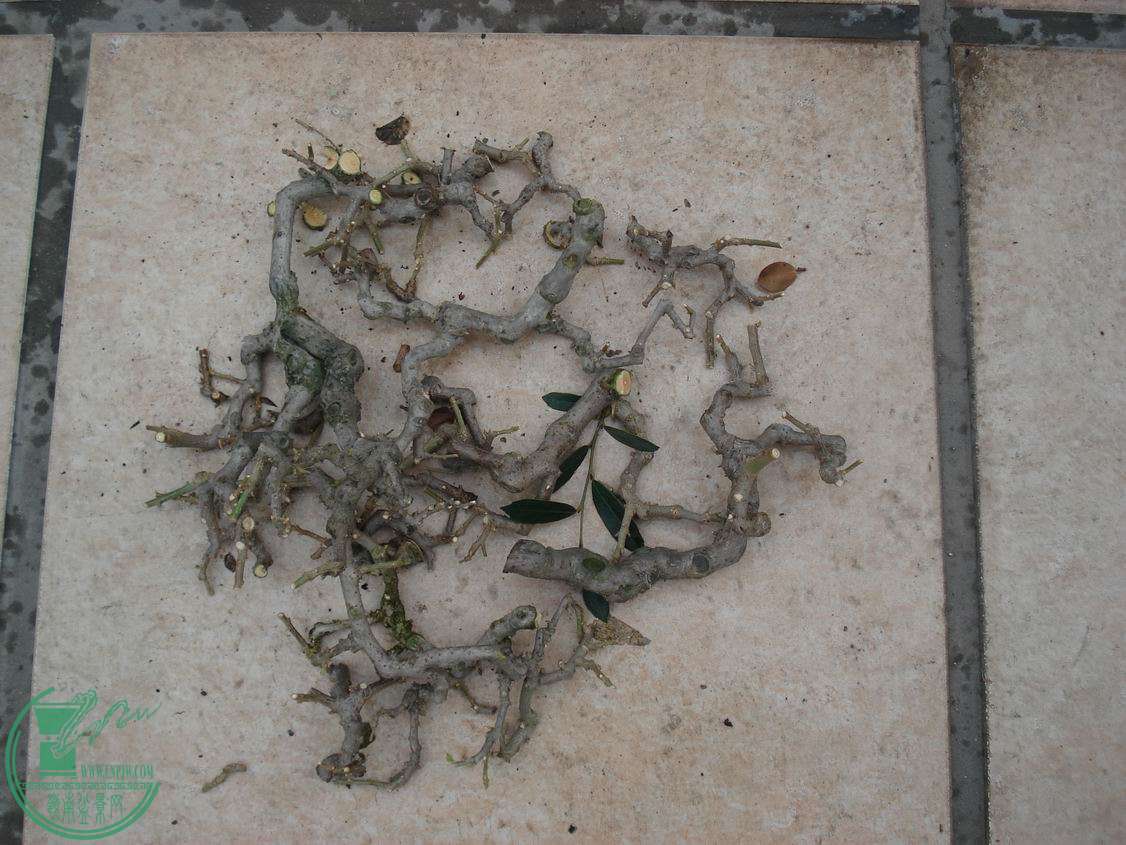 DSC00088.JPG