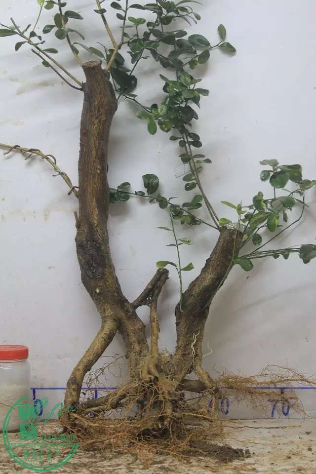 psb (3).jpg