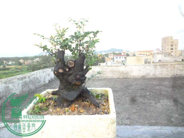 P1140710.JPG
