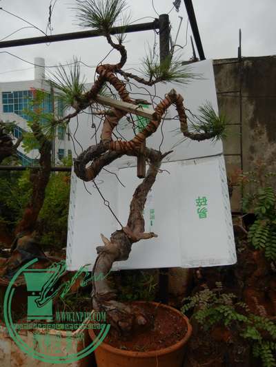ws 001.JPG