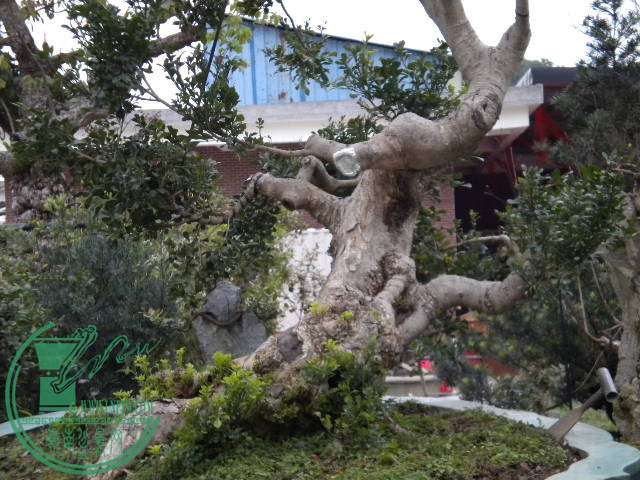 DSCN7866.JPG