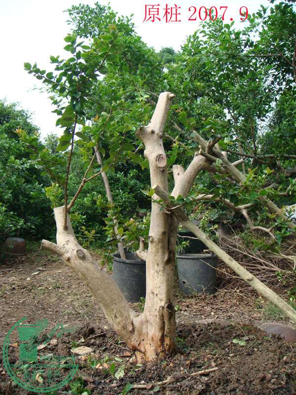 2007.9.11b.JPG