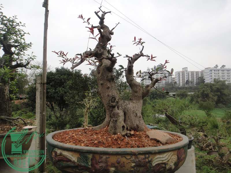 2012.3.18f.JPG