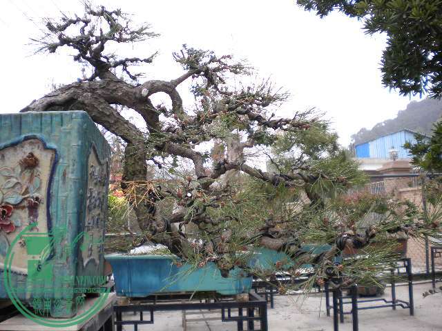 DSCN7807.JPG