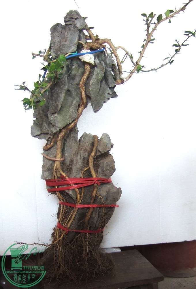 62.JPG
