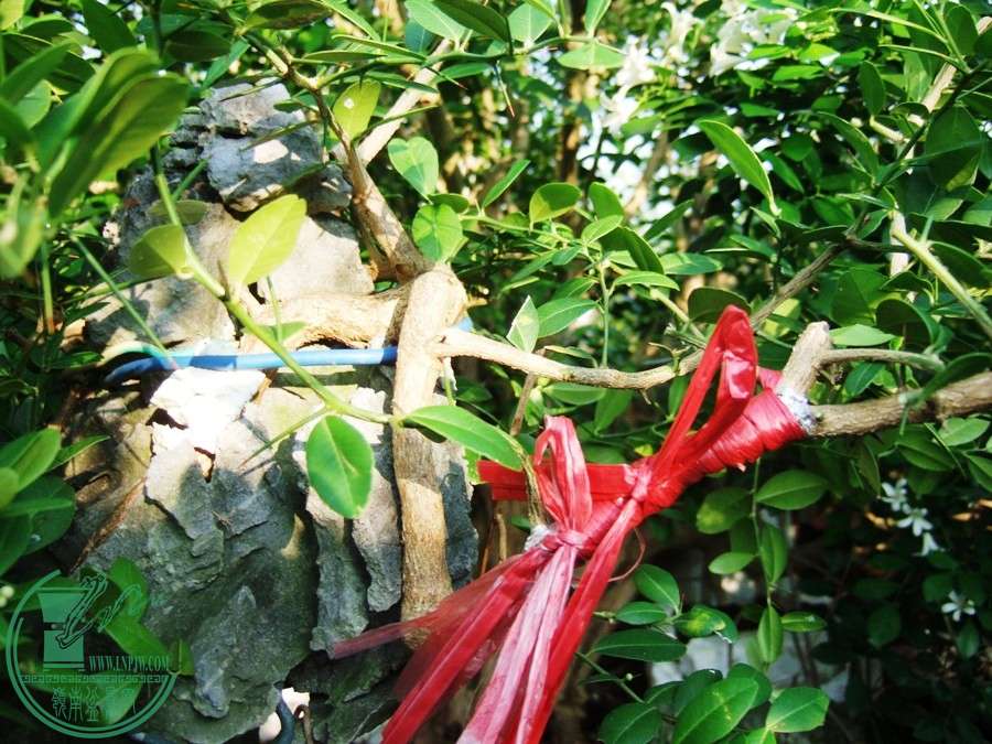 DSCF6435.JPG