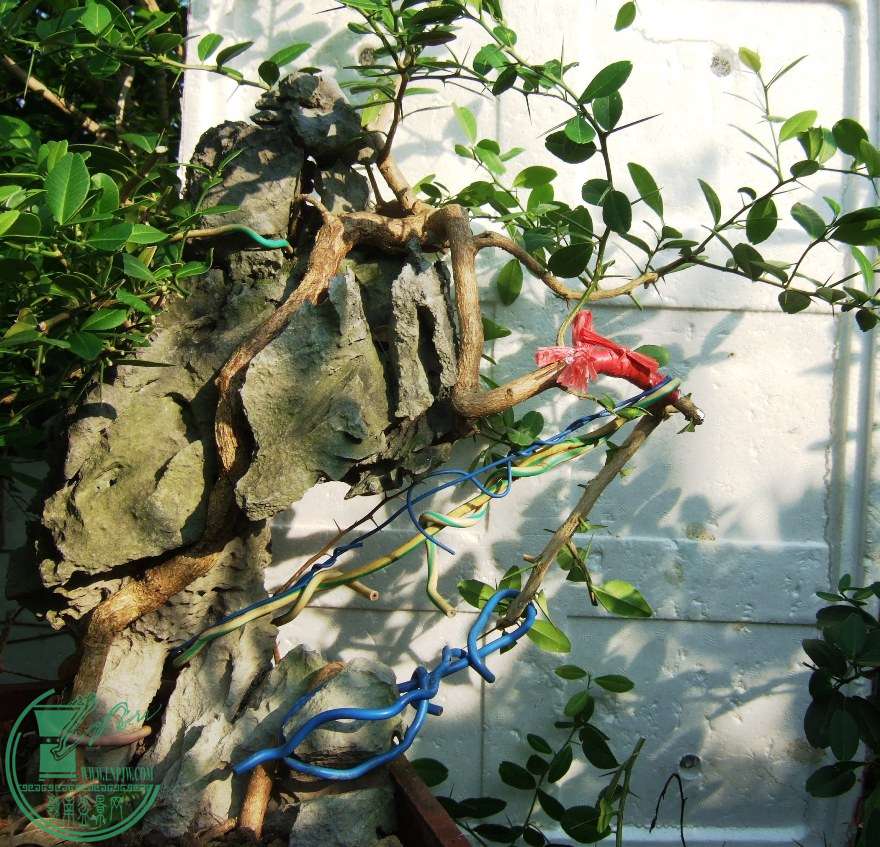 DSCF6442.JPG