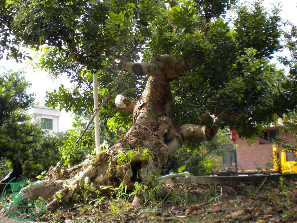 DSCN8425.JPG