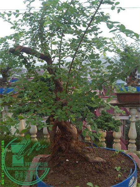 ȸ÷׮43IMG_20150822_061555_ͼ.jpg