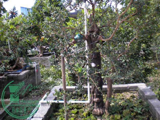 DSCN8317.JPG