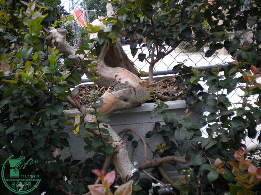DSCN8411.JPG