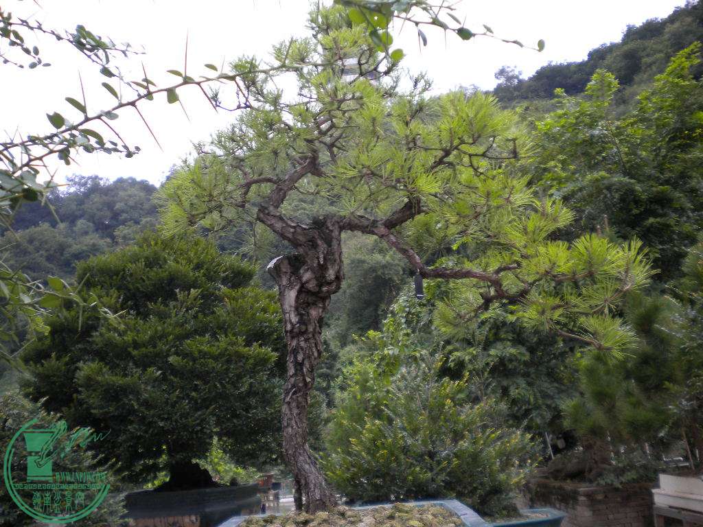 DSCN8403.JPG