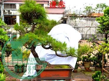 ǫ-ӭʽɽ18깤15.jpg