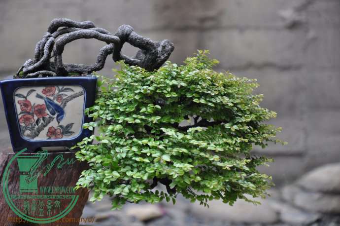 2011.08.31..֦ҪٳL.Ո^߅B߅^p.jpg