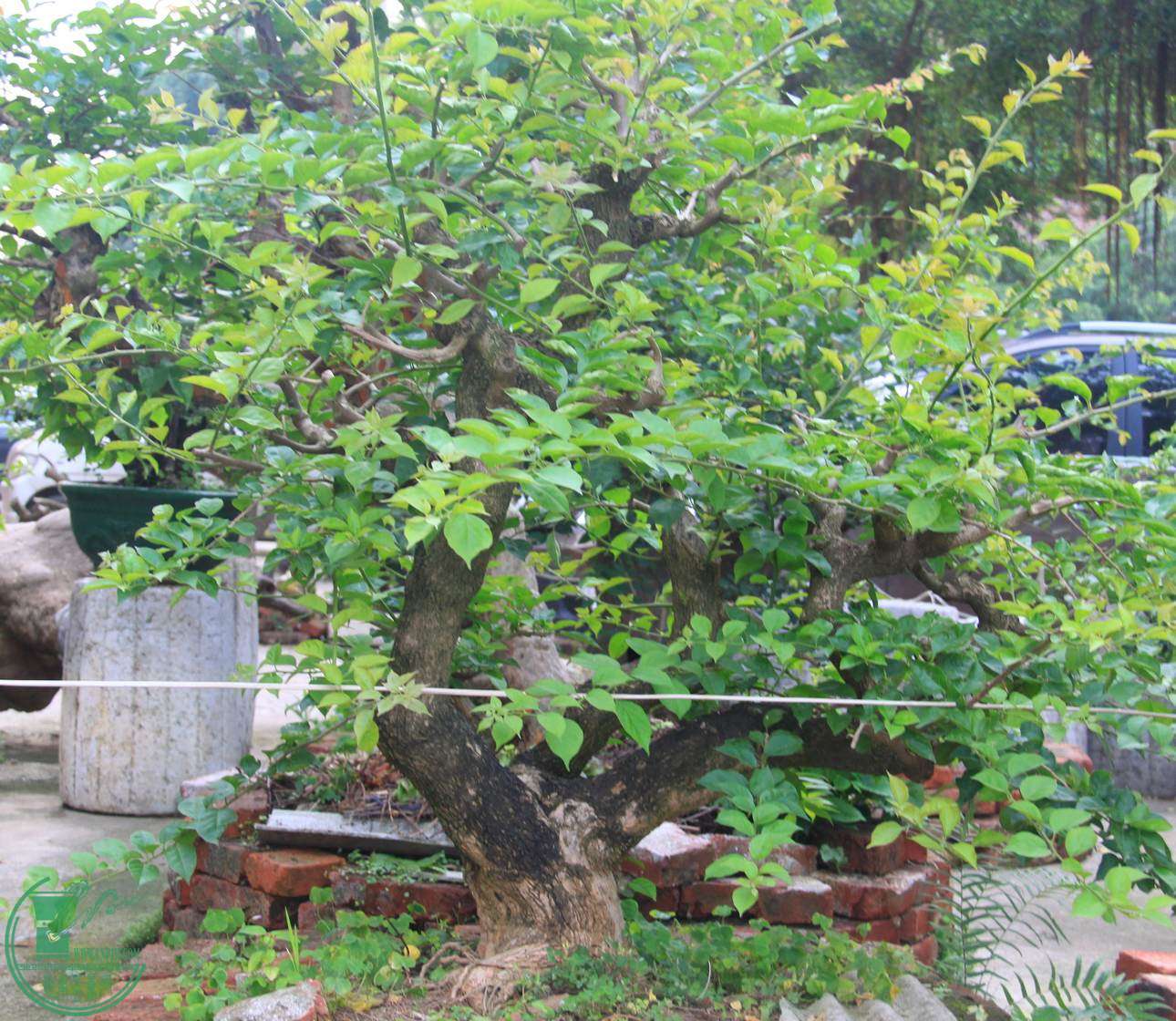 IMG_5800.jpg