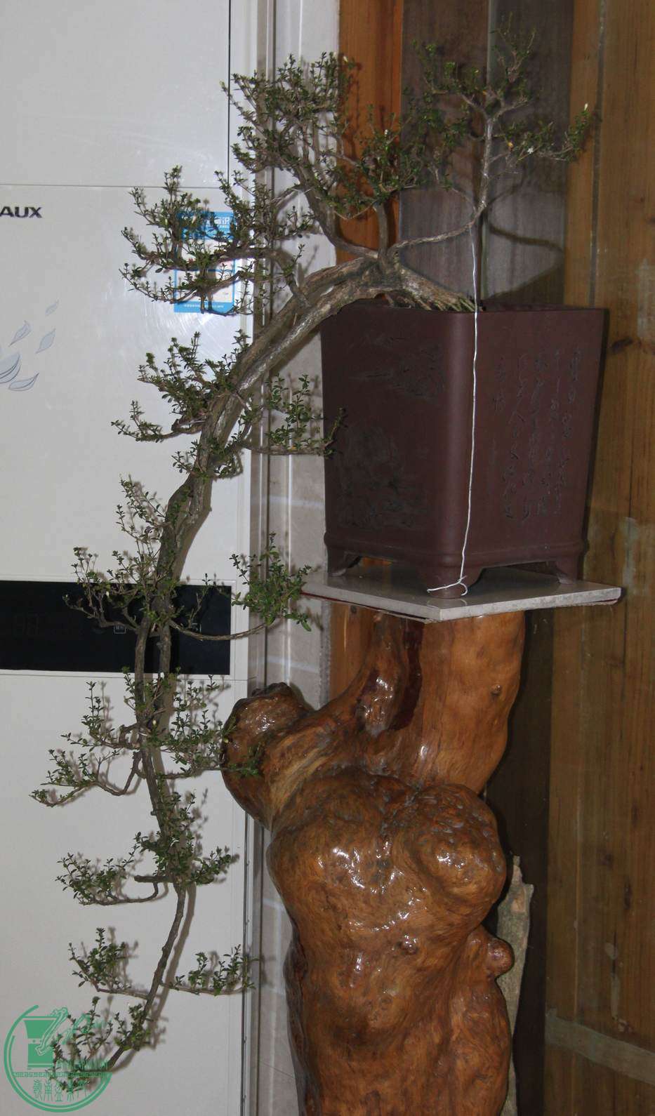 IMG_5881.jpg
